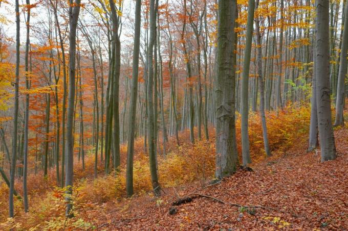 European beech in the forest