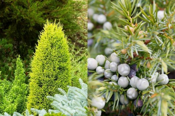 Шведска колоновидна хвойна (Juniperus communis 'Suecica'), растение за жив плет
