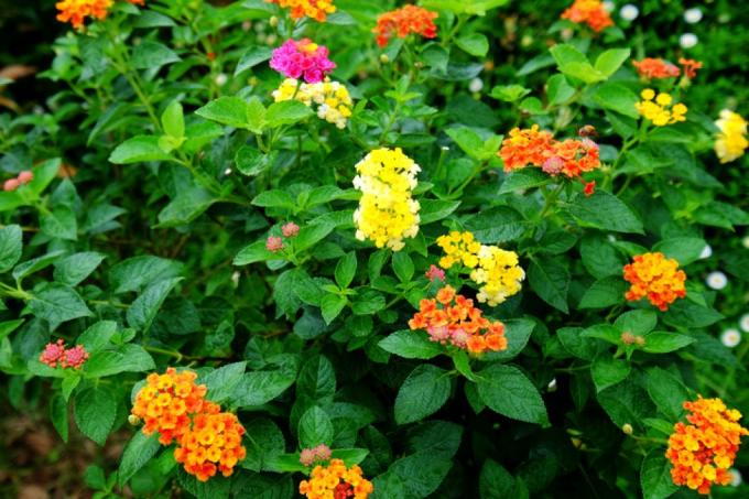 Barva cvetov Lantana