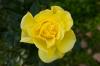 Šopečne sorte vrtnic: 20 najlepših za vrt