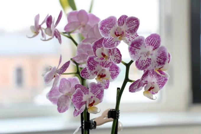 Orchidaceae phalaenopsis - Orchidées