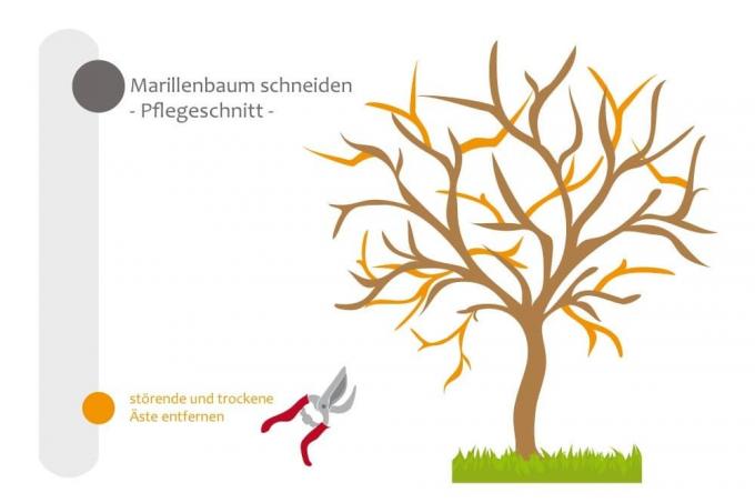 Meruňka - prořezávání, odřezávání otravných a suchých větví