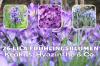 26 paarse lentebloemen en vroege bloeiers
