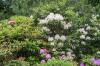 Rhododendronien ostaminen: vinkkejä ja lähteitä