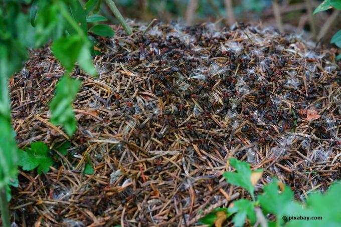 mrówki drewna