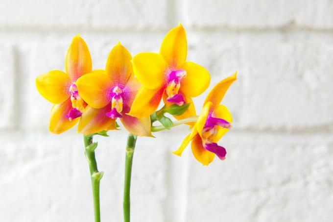 žlutá orchidej