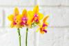 Orchideje: Tipy na umístění, péči a množení