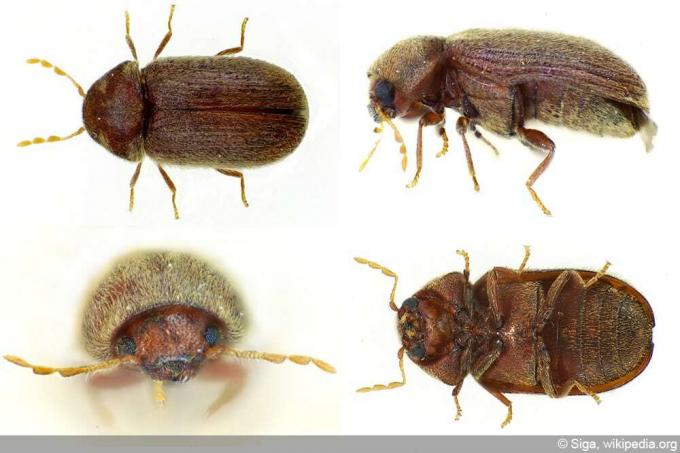 Kumbang Roti - Stegobium paniceum