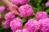 Cuidado de hortensias: consejos para regar y fertilizar