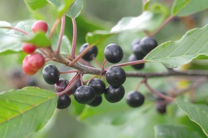 Plody rakytníka (Rhamnus frangula)