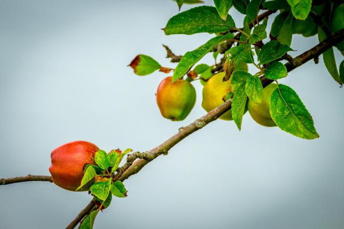 सेब के पेड़-हार-पत्ते