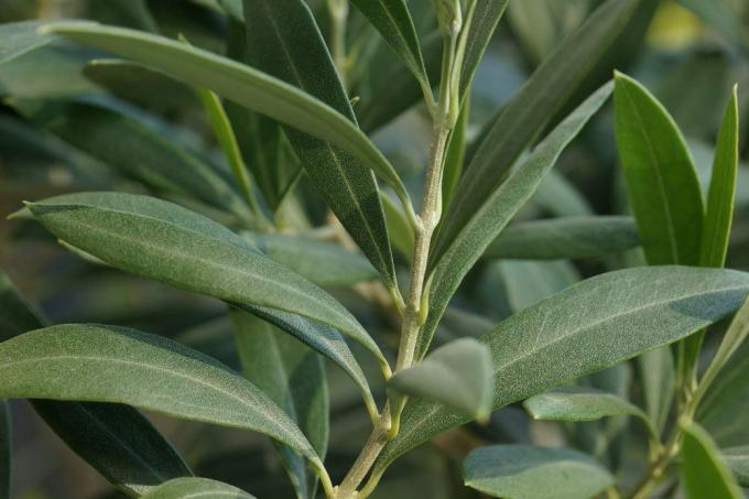 Olive tree needs a bright, cool wintering place