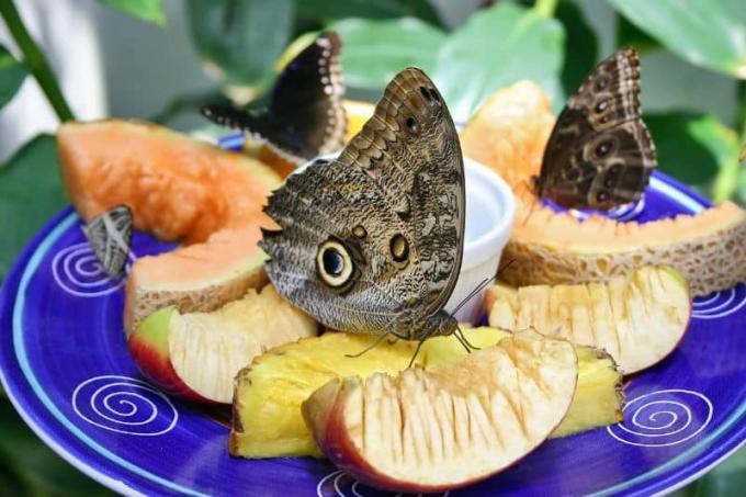 Tři motýli sedí na ovoci