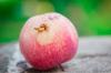 Skydda äppelträd från kodlingmal