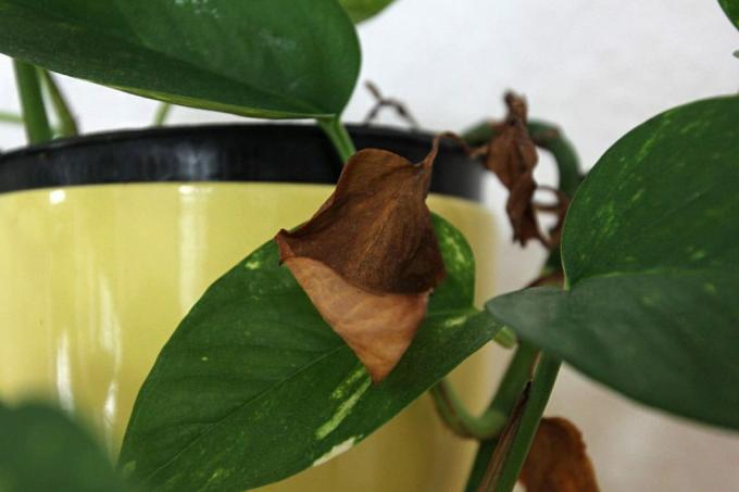 Az Efeutute barna leveleket kap