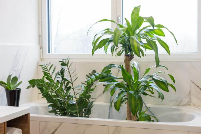 Huonekasvi kylpyammeessa