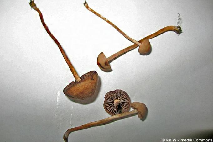 Heinälanta (Panaeolina foenisecii), psykoaktiiviset sienet