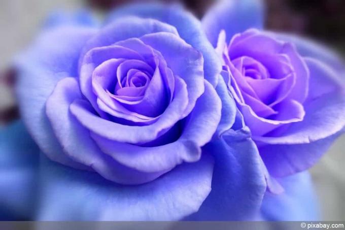 modré ruže