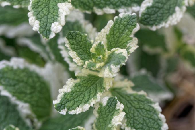 Pineapple mint with two-tone leaves