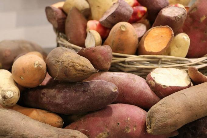 Kartoffelsorter, en oversigt over de bedste sorter