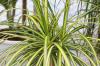 Δρακόδεντρο, Dracaena deremensis - φροντίδα και ποικιλίες