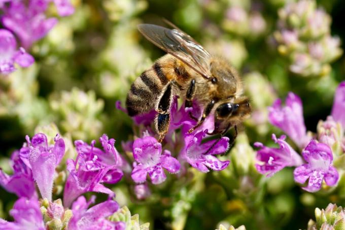 Včela na fialové květy tymiánu