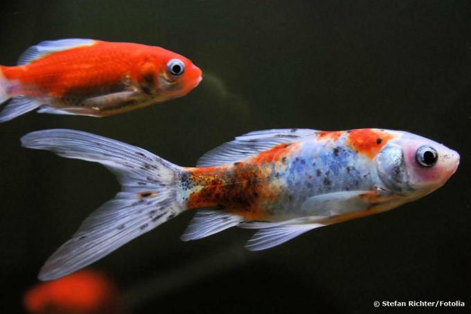 Pesce rosso Shubunkin nello stagno