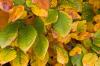 גדר חיה אשור אדום: עצות מומחים לשתילה וטיפול בה