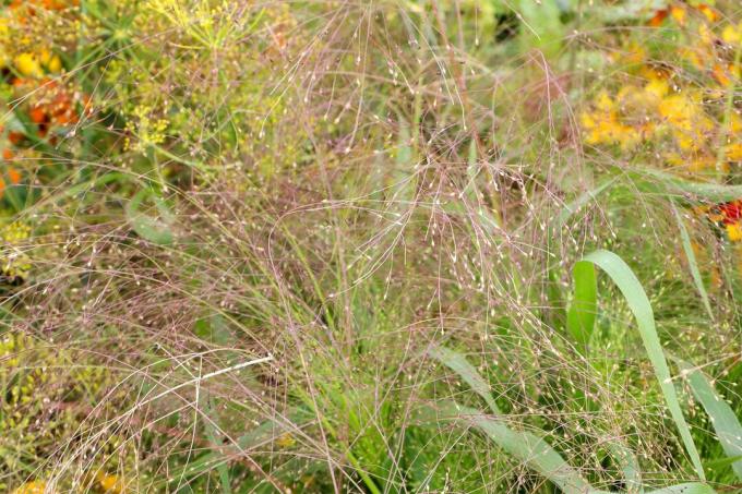 Switchgrass (Panicum virgatum)