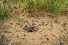 Rimuovi la scia di profumo dalle formiche