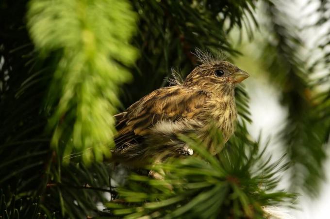 Молодий птах на дереві