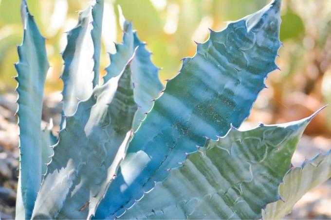 Blauwe agave