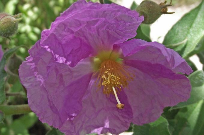 ורד סלע בעל עלים של קומפרי (Cistus symphytifolius), שיחים של פרחים ורודים