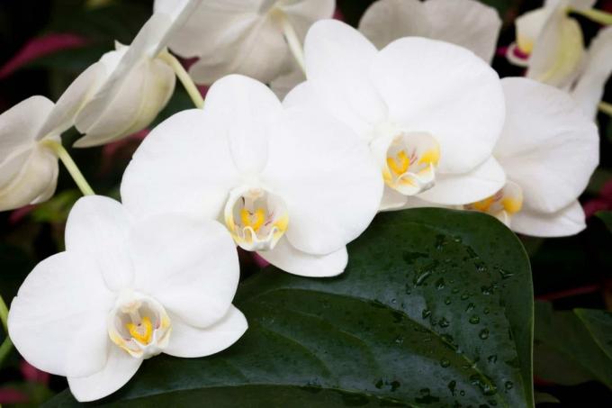 Güve Orkide (Phalaenopsis)