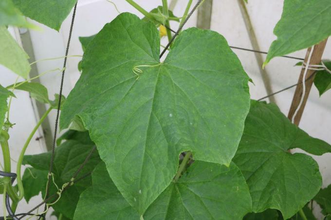 Folha de uma planta de pepino