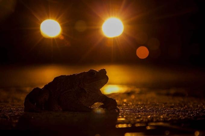 Les grenouilles vieillissent la migration des crapauds la nuit