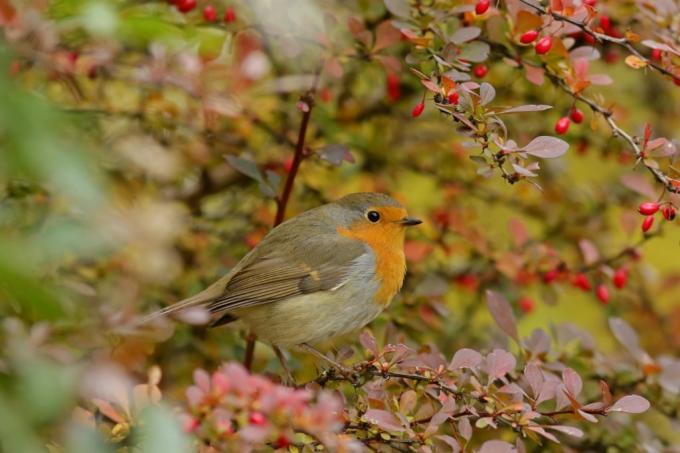 Robin mezi větvemi dřišťálu přátelského k ptákům