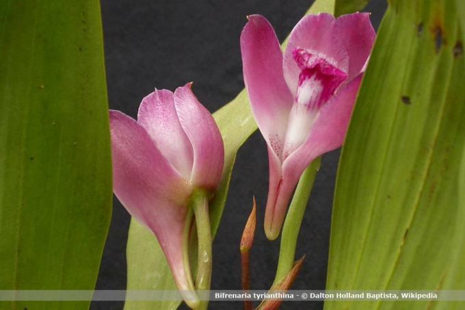 Вид орхідеї, біфренарія