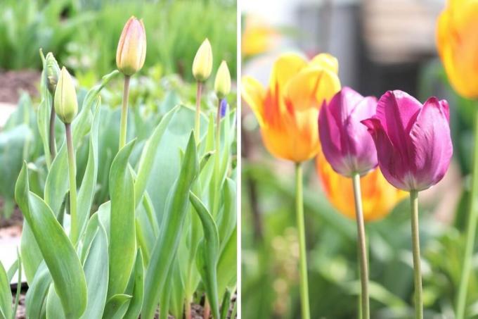 barevné tulipány s uzavřenými a otevřenými květy