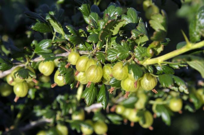 Invicta gooseberry variety