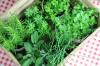 Drying fresh herbs: make your own spices