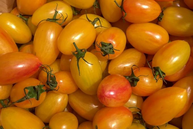 Tomates de variété blush