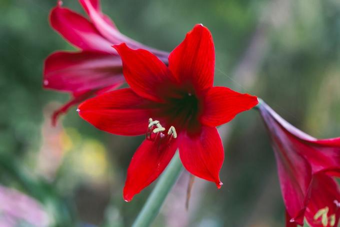 Amarilis dengan bunga merah