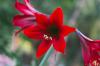 Starostlivosť o amaryllis: zalievajte a prihnojujte v čase kvitnutia