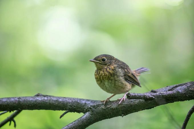 Robin młody ptak na gałęzi