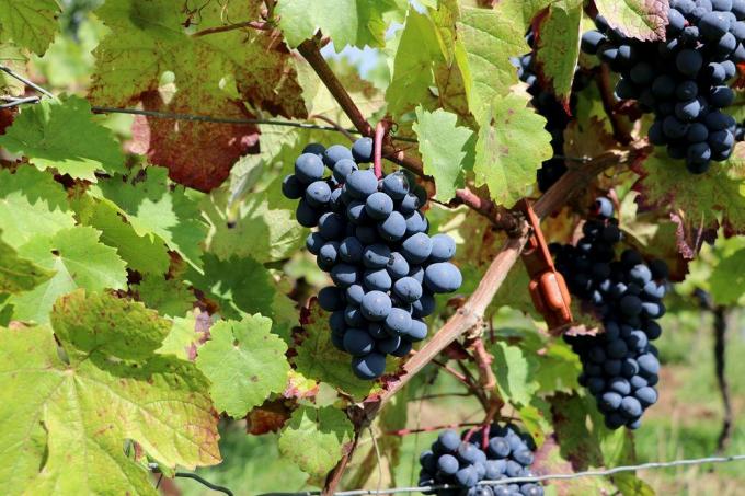 Vinná réva dodává středomořské akcenty