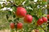 Najlepsze odmiany jabłek: kwaśne, słodkie i Co.