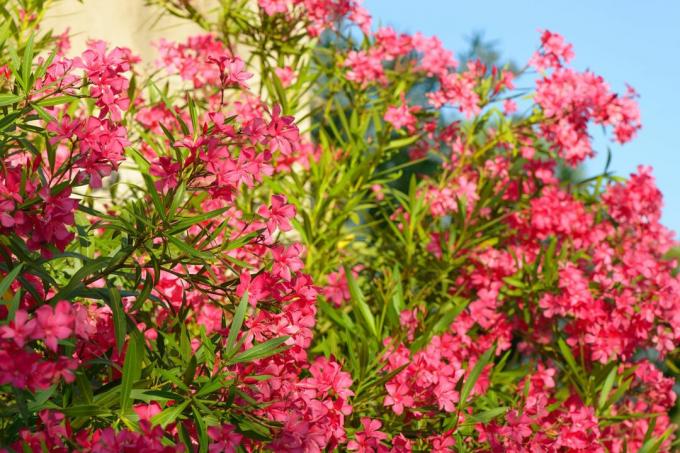 Le laurier-rose pousse dans le jardin méditerranéen