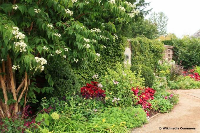 Seven Sons of Heaven busk i en botanisk have sammen med andre planter