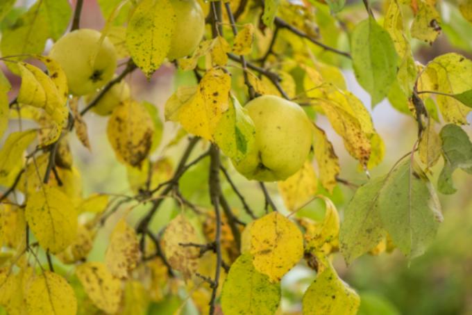Apple tree yellow leaves